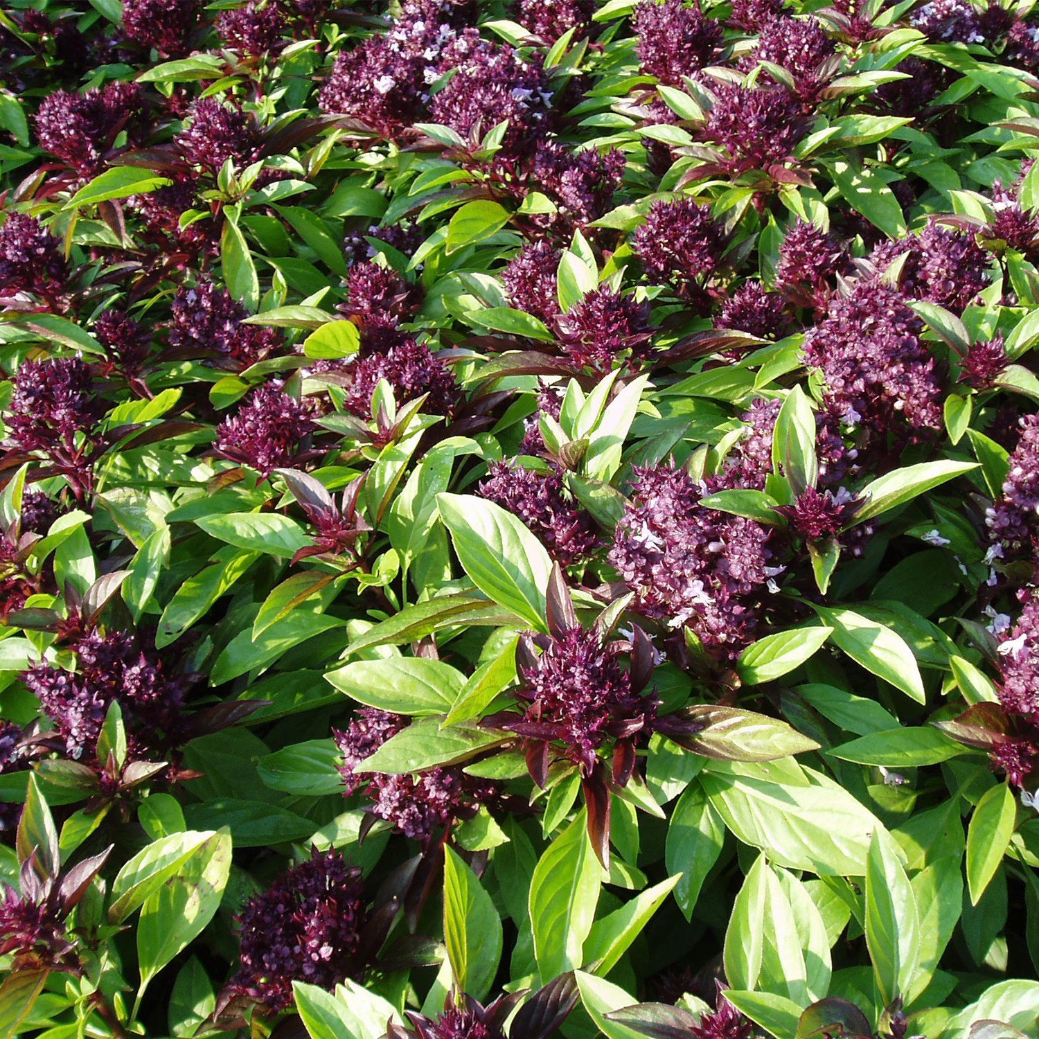Organic Siam Queen Thai Basil Seeds (Ocimum basilicum) - Non-GMO, Heirloom, Packet of 30 Seeds - Perfect for Herb Gardens, Thai Cooking, and Indoor Planting
