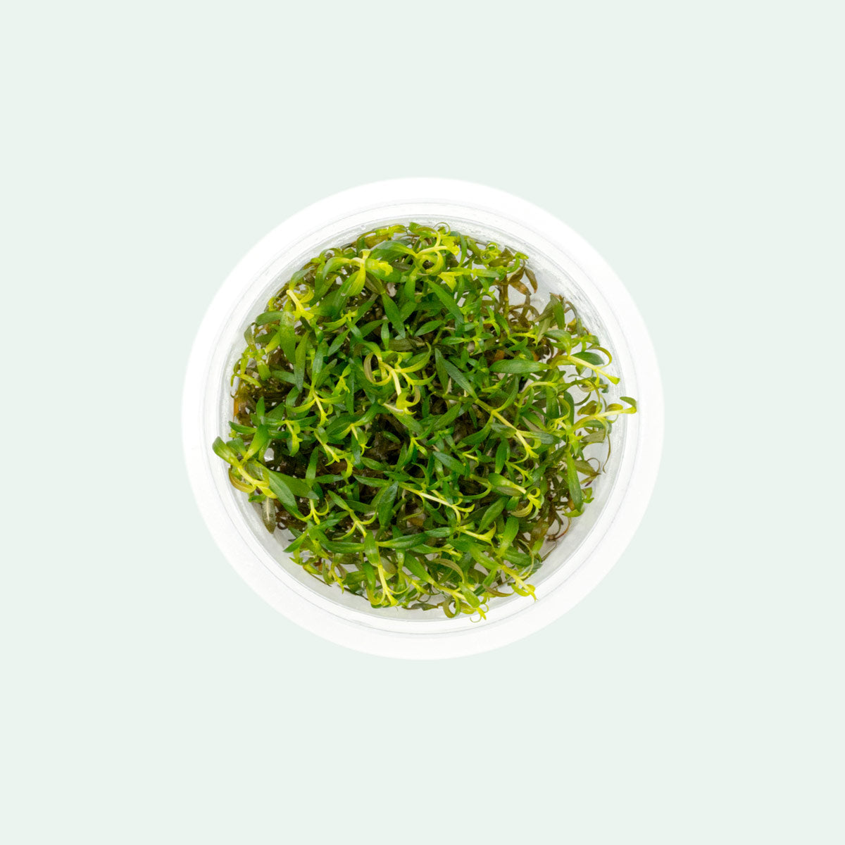 Ludwigia Crystal Red - Live Aquatic Plant for Aquariums & Fish Tanks | Easy Care Freshwater Plant for Aquascaping & Water Gardens | Perfect for Beginners & Planted Tanks