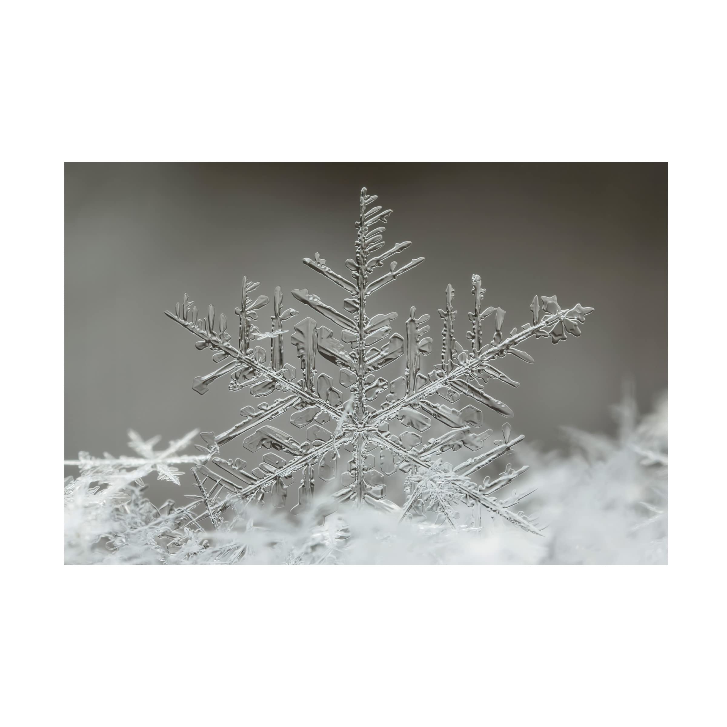 Trademark Fine Art 'Snowflake' Canvas Wall Art by Tsolmon Naidandorj - Winter Home Decor for Living Room, Bedroom & Office