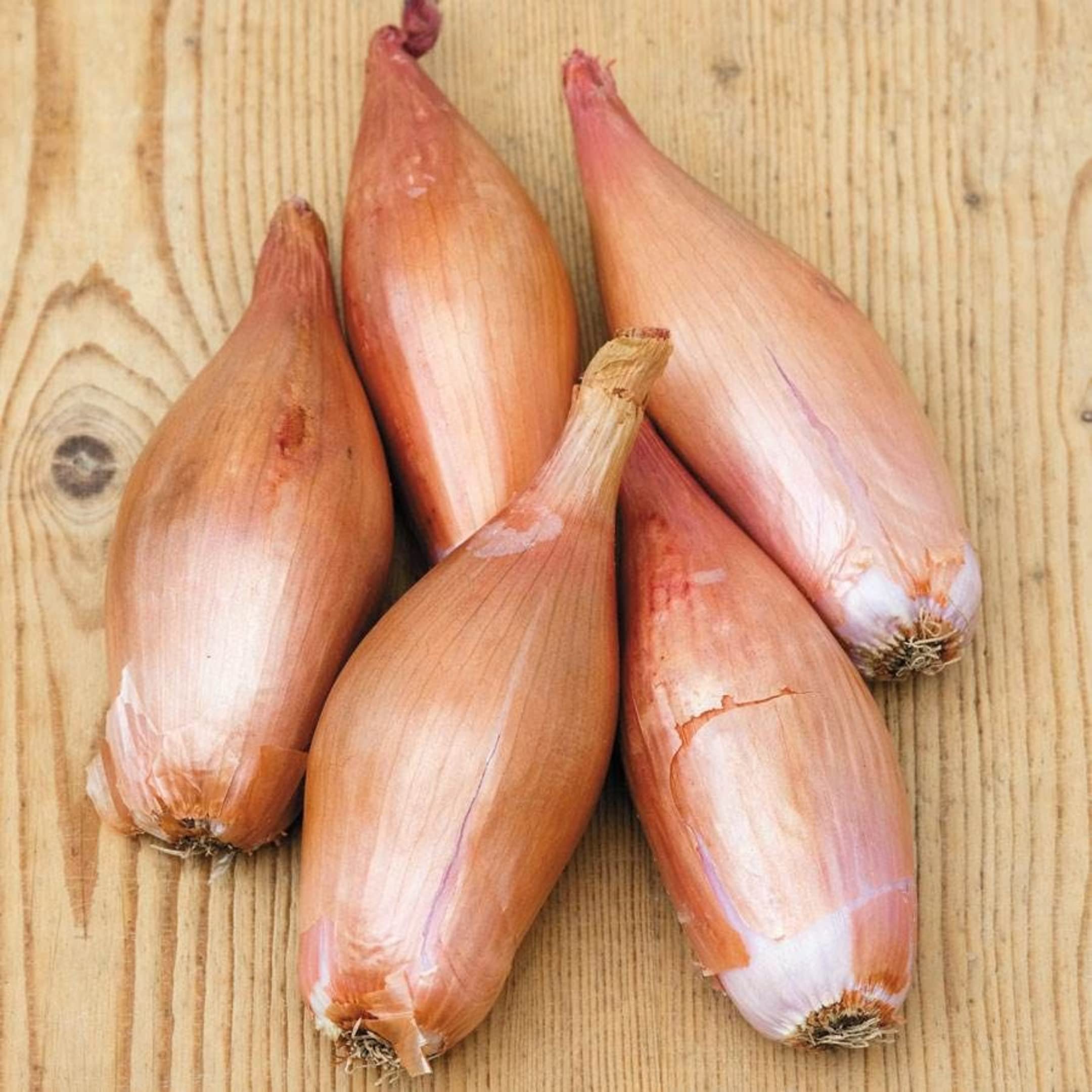 Park Seed Zebrune Shallot Onion Seeds - Pack of 200, Easy to Grow, Non-GMO, Spring Planting for Home Gardens & Container Gardening - Perfect for Soups, Salads & French Cuisine