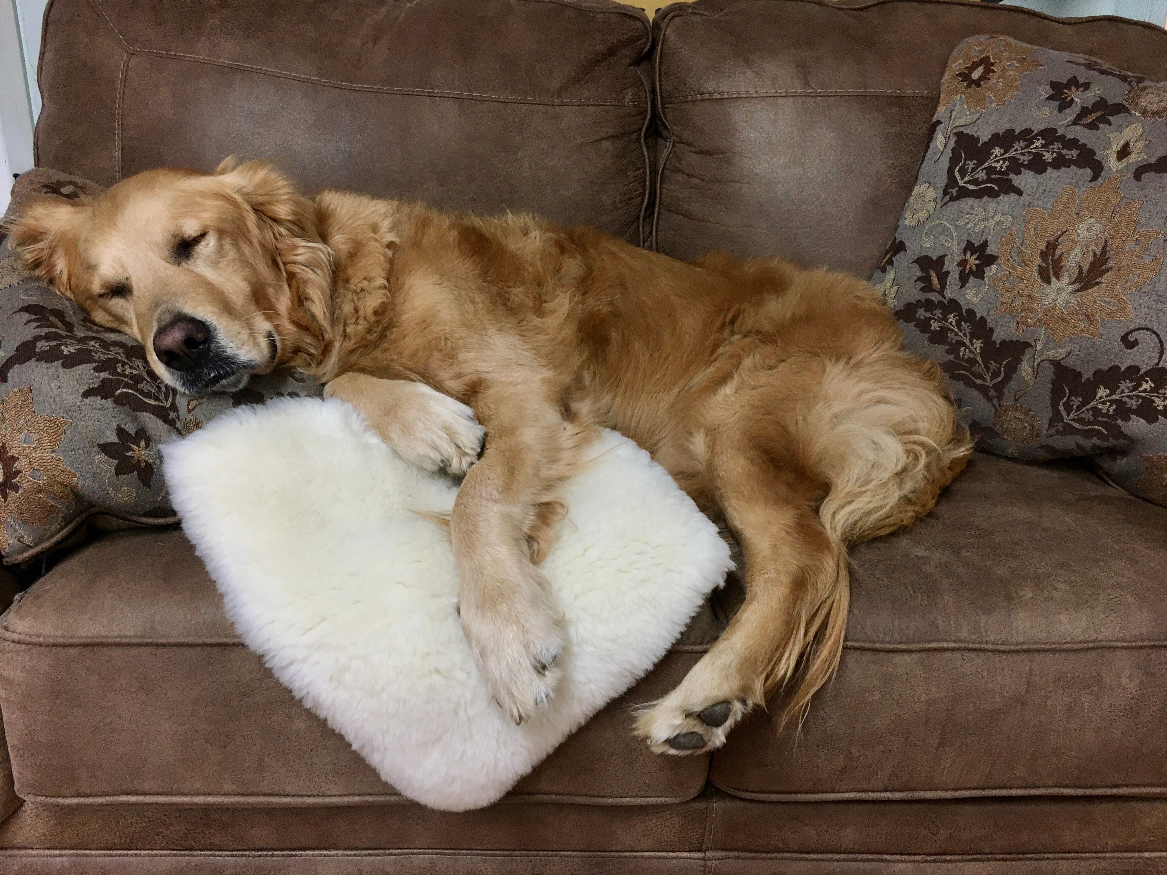 Premium Sheep Wool Pet Beds for Dogs & Cats - Soft & Hypoallergenic - Cozy Orthopedic Support for Indoor/Outdoor Use - Perfect for Beds, Couches & Travel