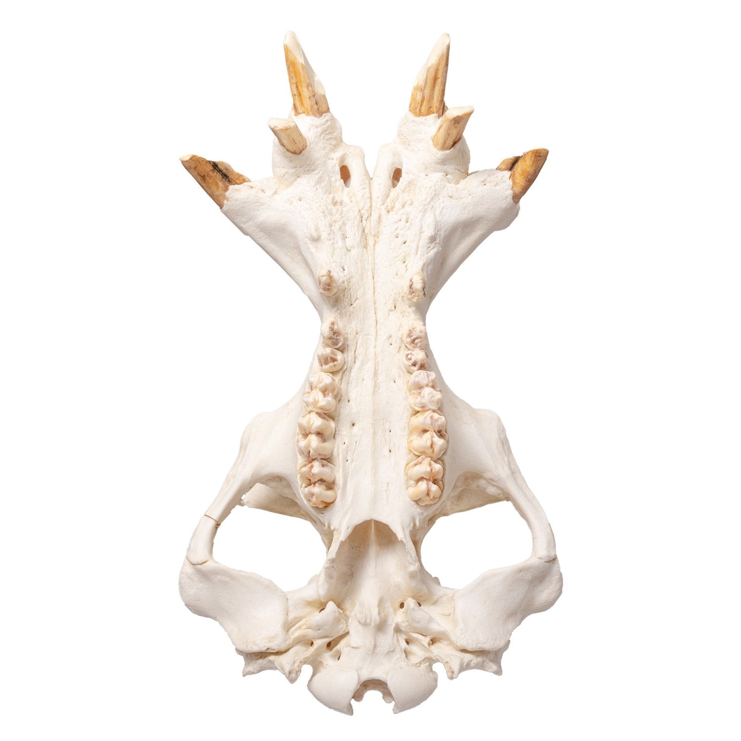 Replica Hippopotamus Skull - Lifelike Animal Skull Model for Home Decor, Educational Display & Halloween Props | Durable Resin Casting for Collectors & Science Enthusiasts