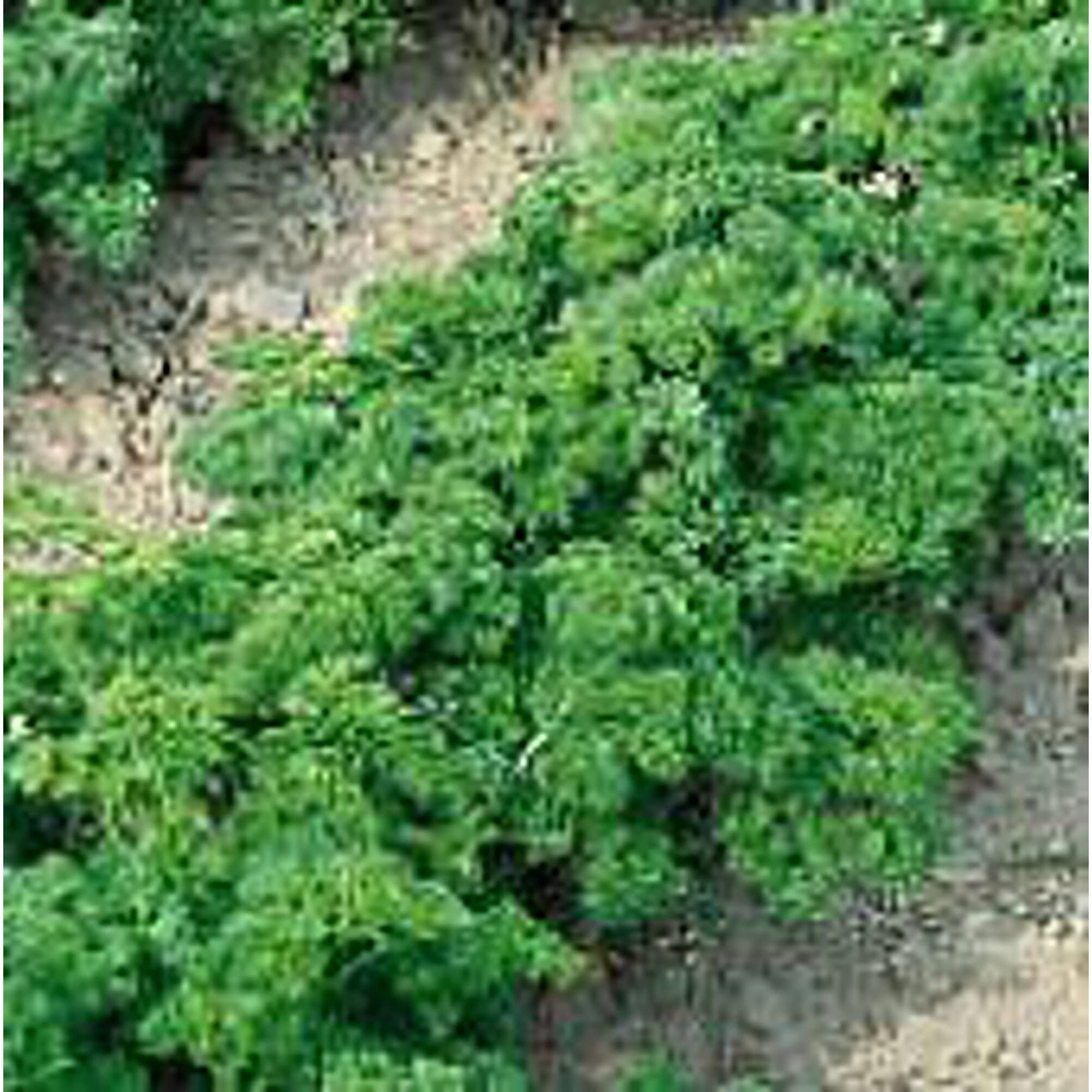 Organic Parsley Seeds for Planting (20+ Seeds) | Non-GMO Herb Seeds | Home Garden, Greenhouse & Indoor Growing | Fresh Culinary Herbs for Cooking, Garnishing & Healthy Recipes