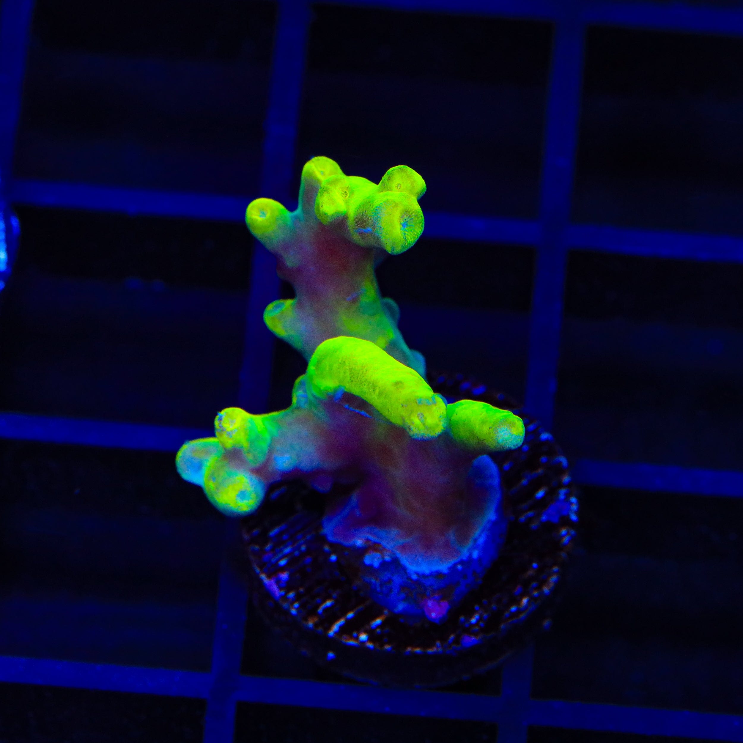 Premium Banana Lokani Acropora Coral for Saltwater Aquariums - Vibrant Yellow SPS Coral for Reef Tanks & Marine Aquascaping