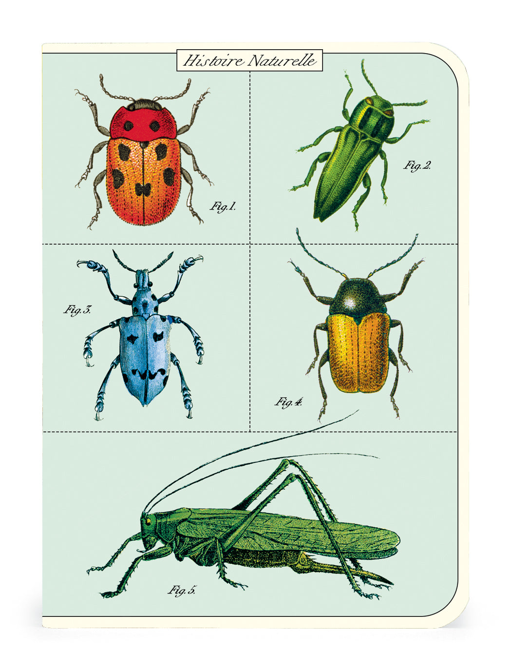 Bugs & Insects 3 Mini Notebook Set - Cute Insect-Themed Pocket Notebooks for Journaling, Sketching & Note Taking - Perfect for Students, Nature Lovers & Outdoor Adventures