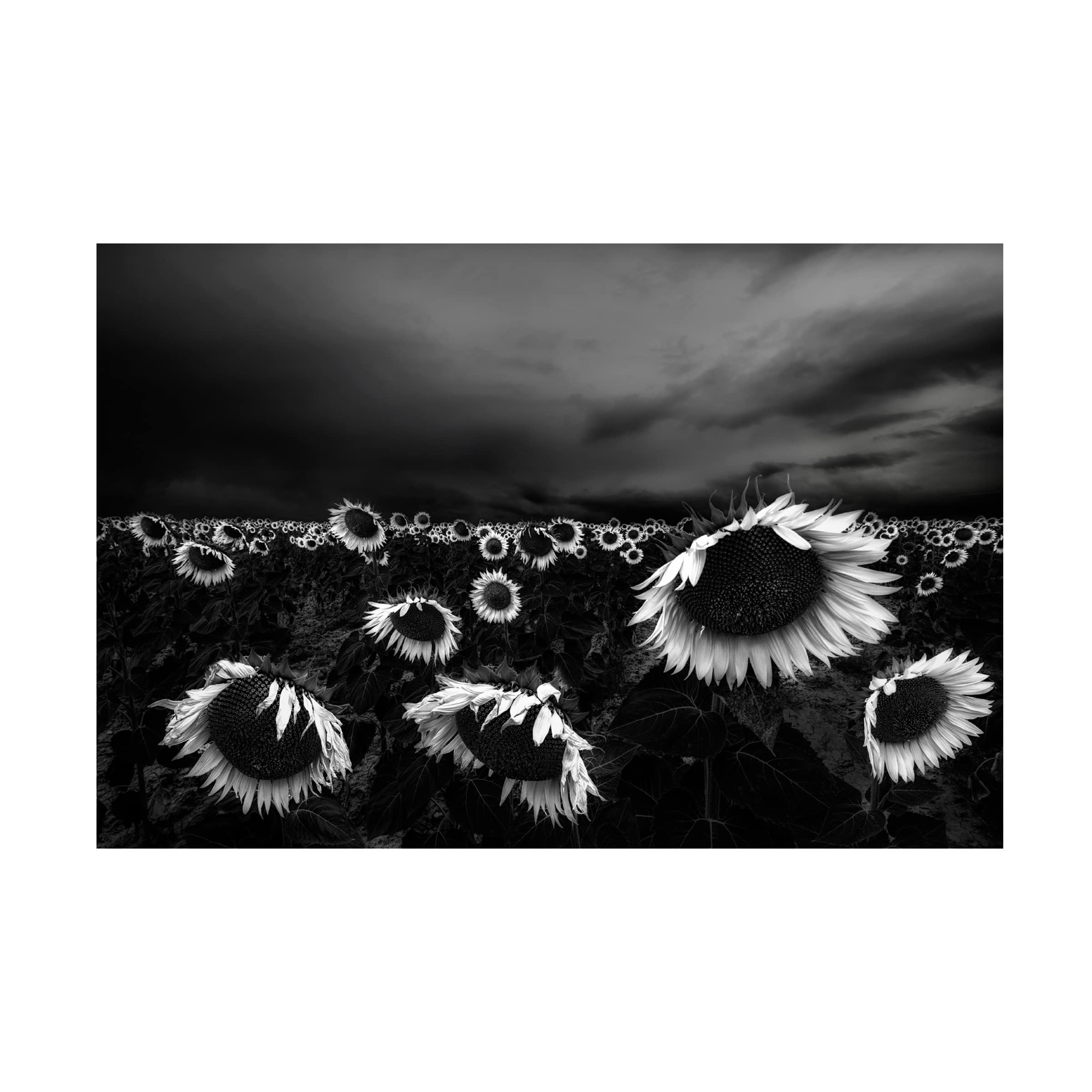 Sunflowers Canvas Art Print by Alfonso Novillo - Handmade Floral Wall Decor for Living Room, Bedroom & Office - Vintage Oil Painting Reproduction Home Decor
