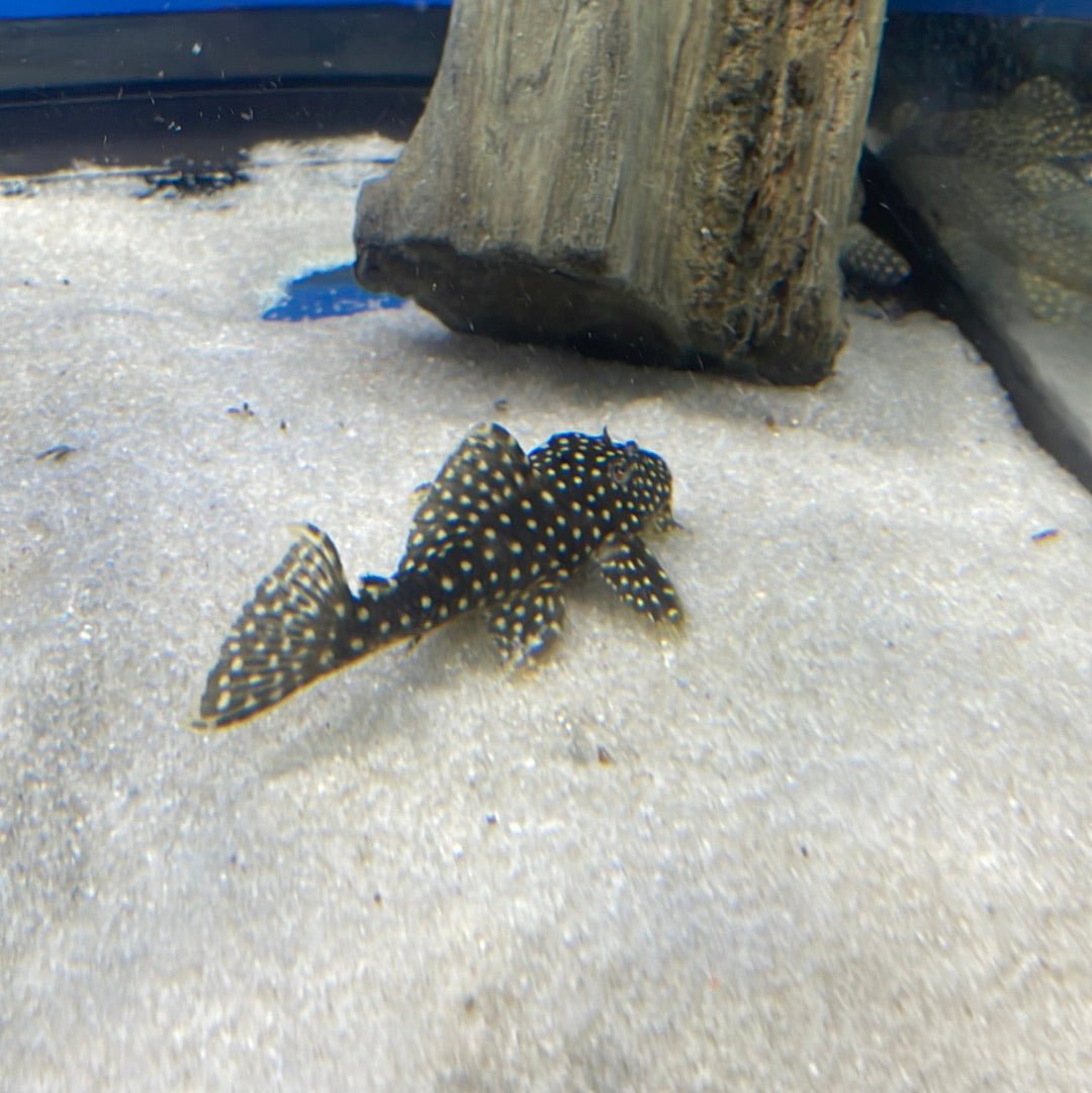 L029 Galaxy Pleco Fish - Rare Freshwater Aquarium Catfish for Fish Tanks - Perfect for Community Aquariums & Tropical Fish Tanks