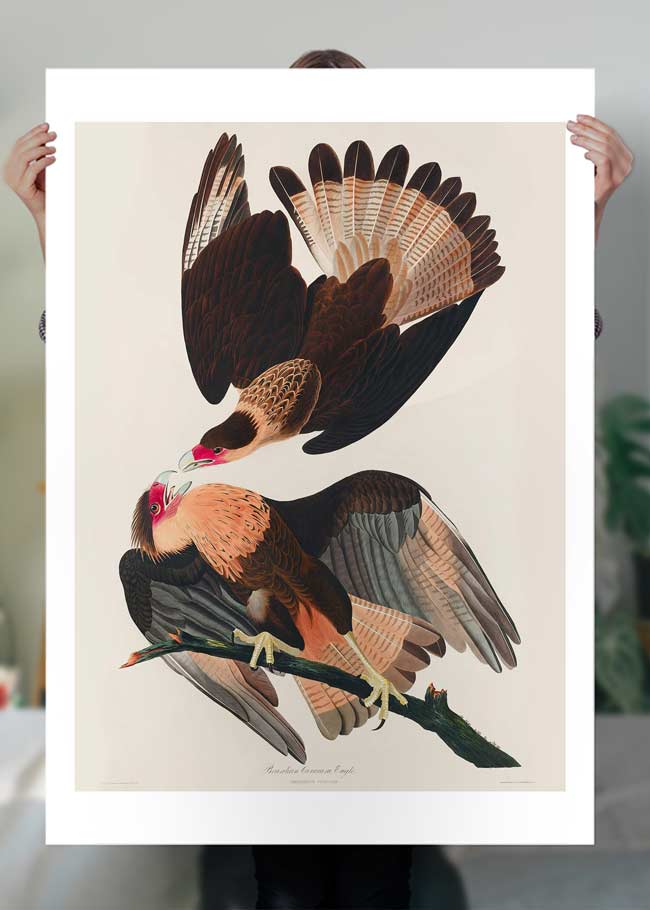 Brazilian Eagle Vintage Bird Print Wall Art - Handmade Canvas Painting for Home Decor, Living Room, Bedroom & Office