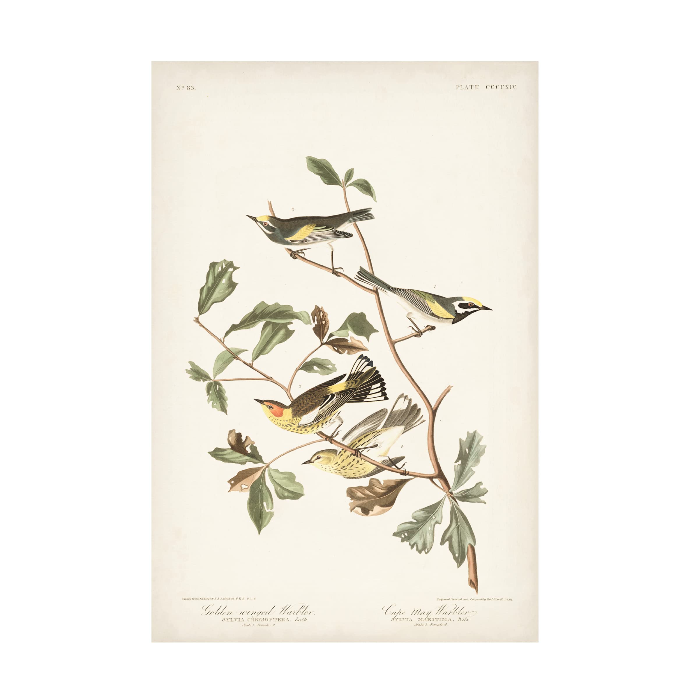 John James Audubon Golden Winged Warbler Canvas Art Print - 16x24 Inch Nature Bird Wall Decor - Perfect for Living Room, Bedroom & Office