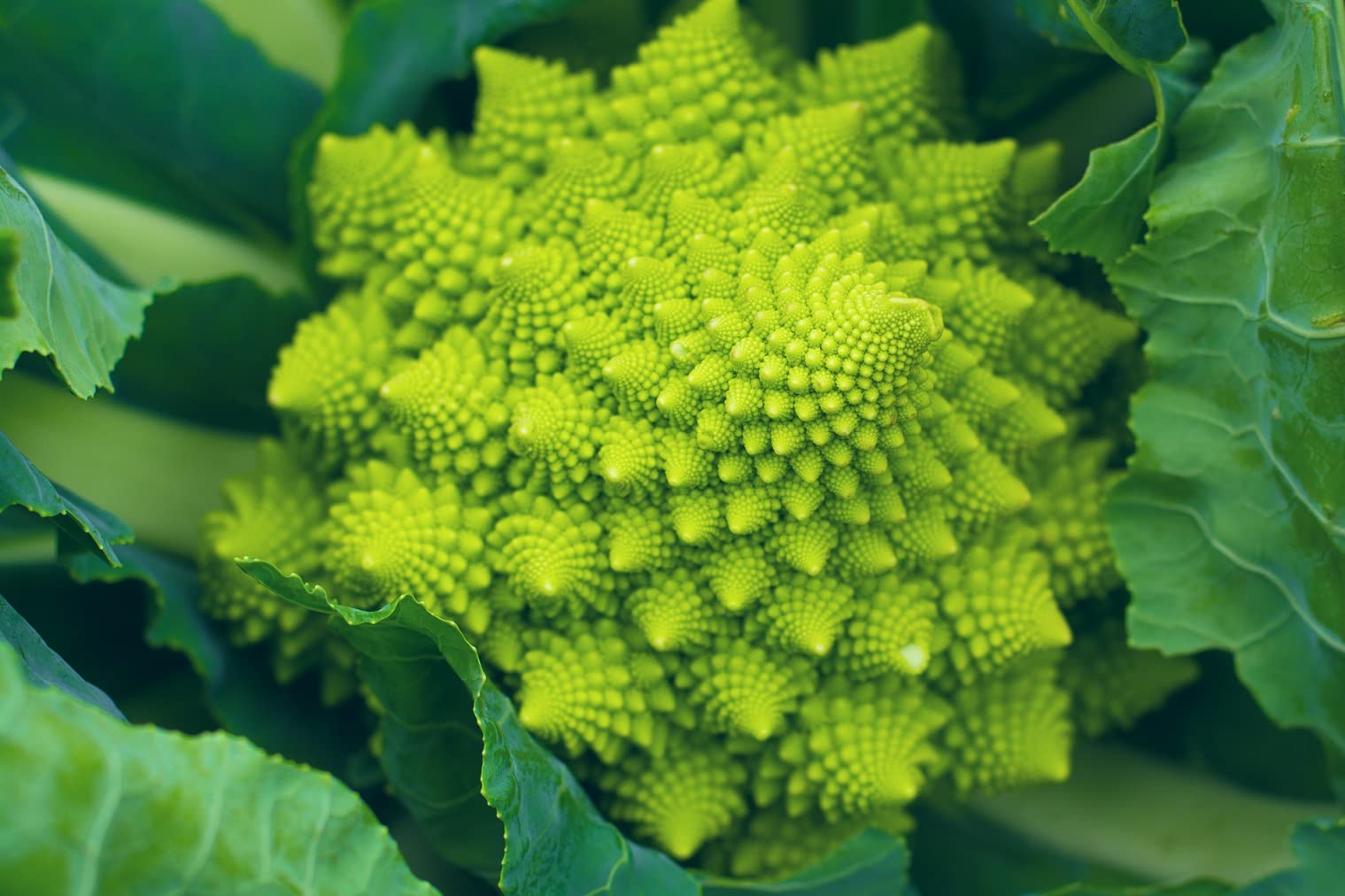 Romanesco Broccoli Seeds 250+ Count for Planting (Brassica oleracea) | Non-GMO, Heirloom, USA Grown | Home Garden, Organic Farming, CSA Growing | Ships from Iowa