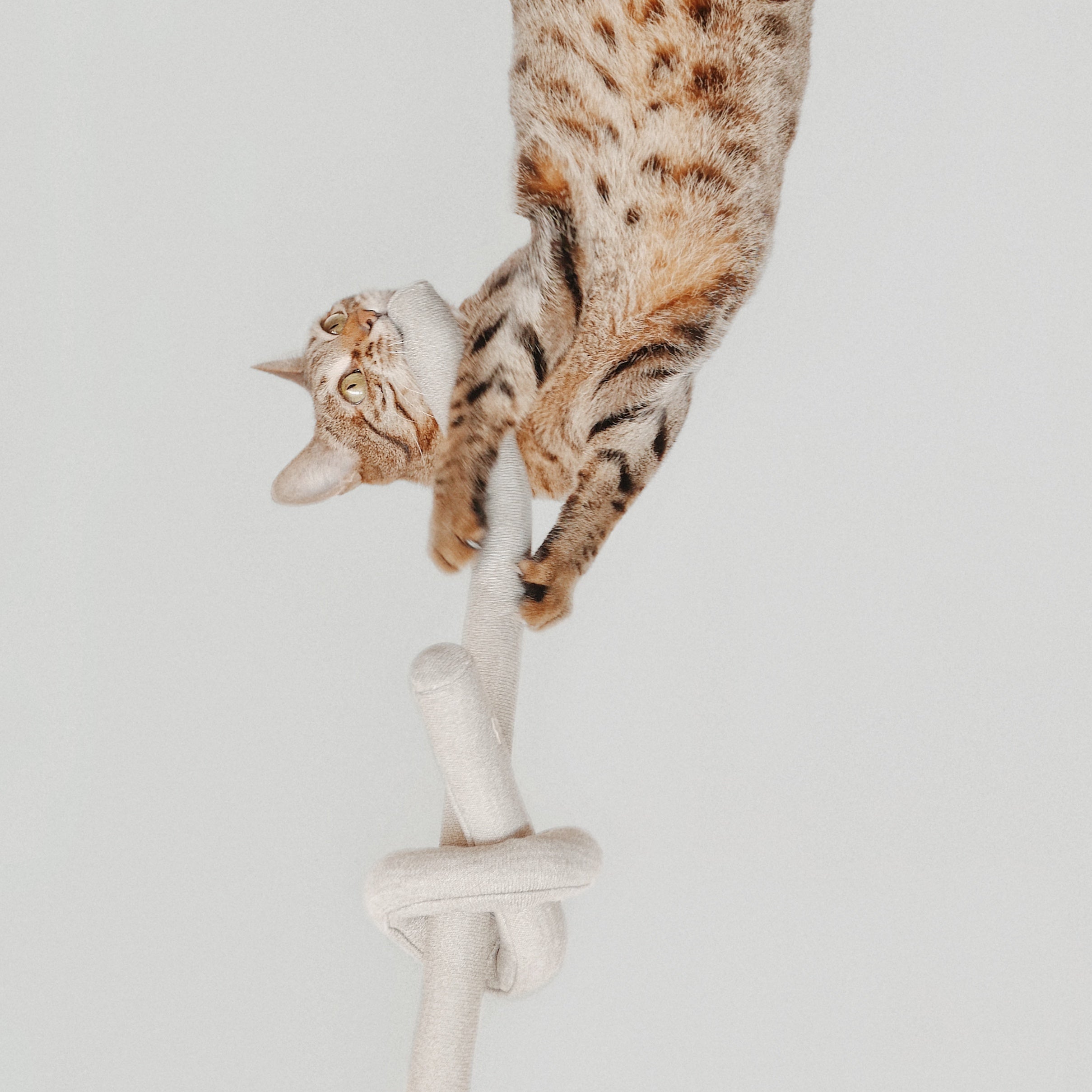Nounou Tinkly Interactive Cat Toy - Enrichment Play Object for Kittens & Adult Cats - Stimulating Senses with Jingle Bells | Perfect for Indoor Play, Boredom Relief & Bonding Time