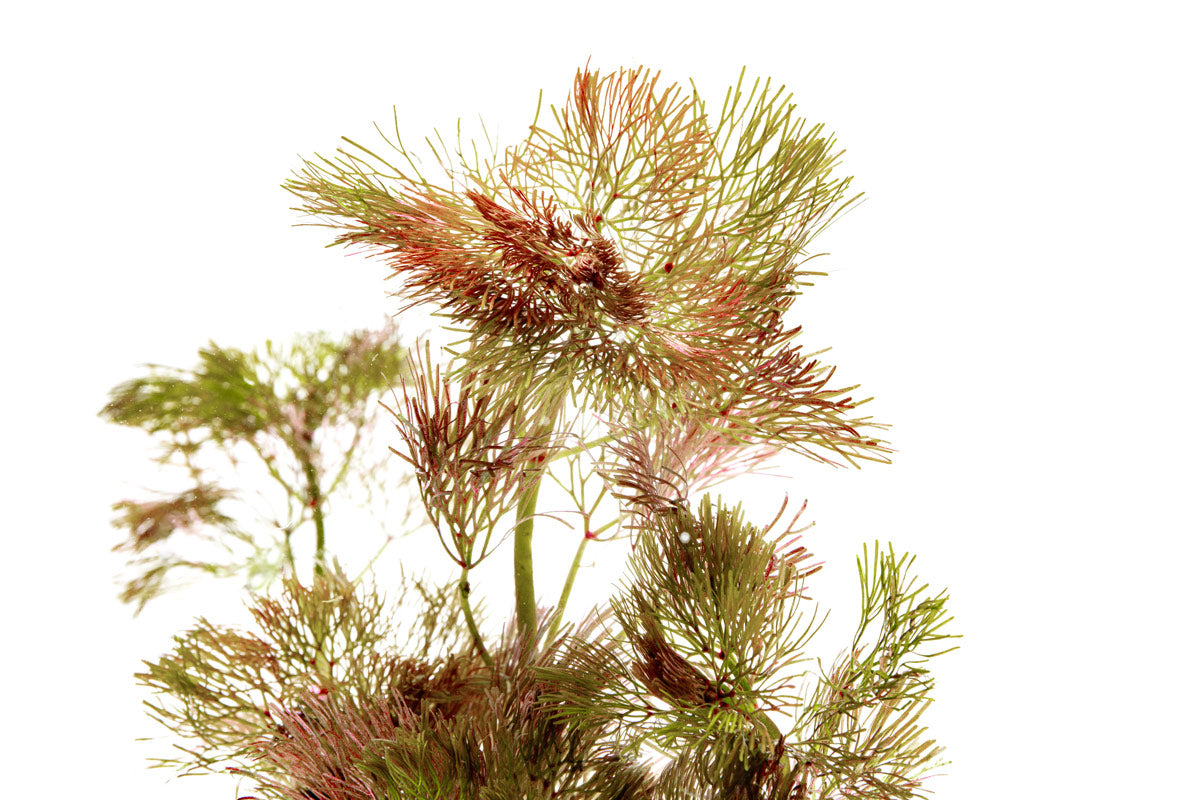 Red Cabomba Piauhyensis Aquatic Plant for Freshwater Aquariums | Live Aquarium Plants for Fish Tanks, Ponds & Aquatic Decor