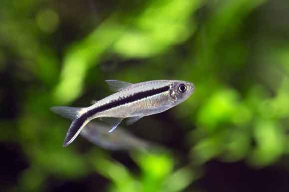 Penguin Tetra Fish (Thayeria boehlkei) - Live Freshwater Aquarium Fish for Community Tanks - Perfect for Home & Office Aquariums