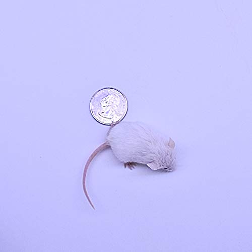 Frozen Hopper Mice (1.5-2 inch) - Premium Snake Food for Baby Ball Pythons & Red Tail Boas - 75 Count (525g) - Perfect for Reptile Feeding & Training