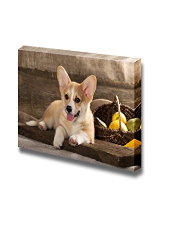 Welsh Corgi Dog