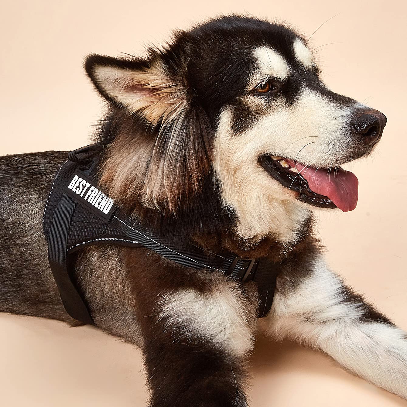 Custom Personalized No-Pull Dog Harness - Adjustable Soft Padded Pet Vest with Reflective Straps | Perfect for Walking, Training & Outdoor Adventures