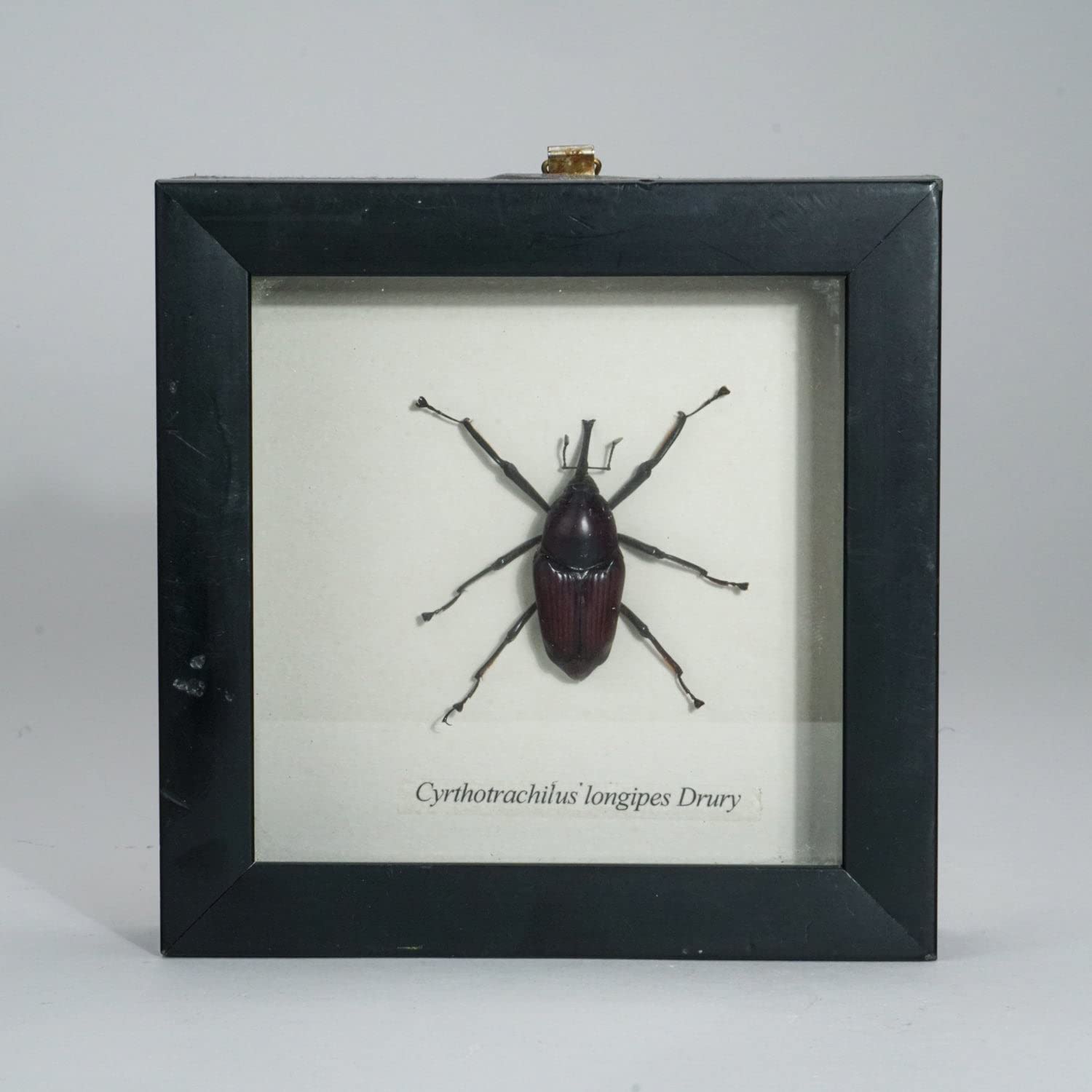 Authentic Weevil (Curculionidae) Specimen in Display Frame - BTL3 - Perfect for Entomology Collections, Science Education & Home Decor