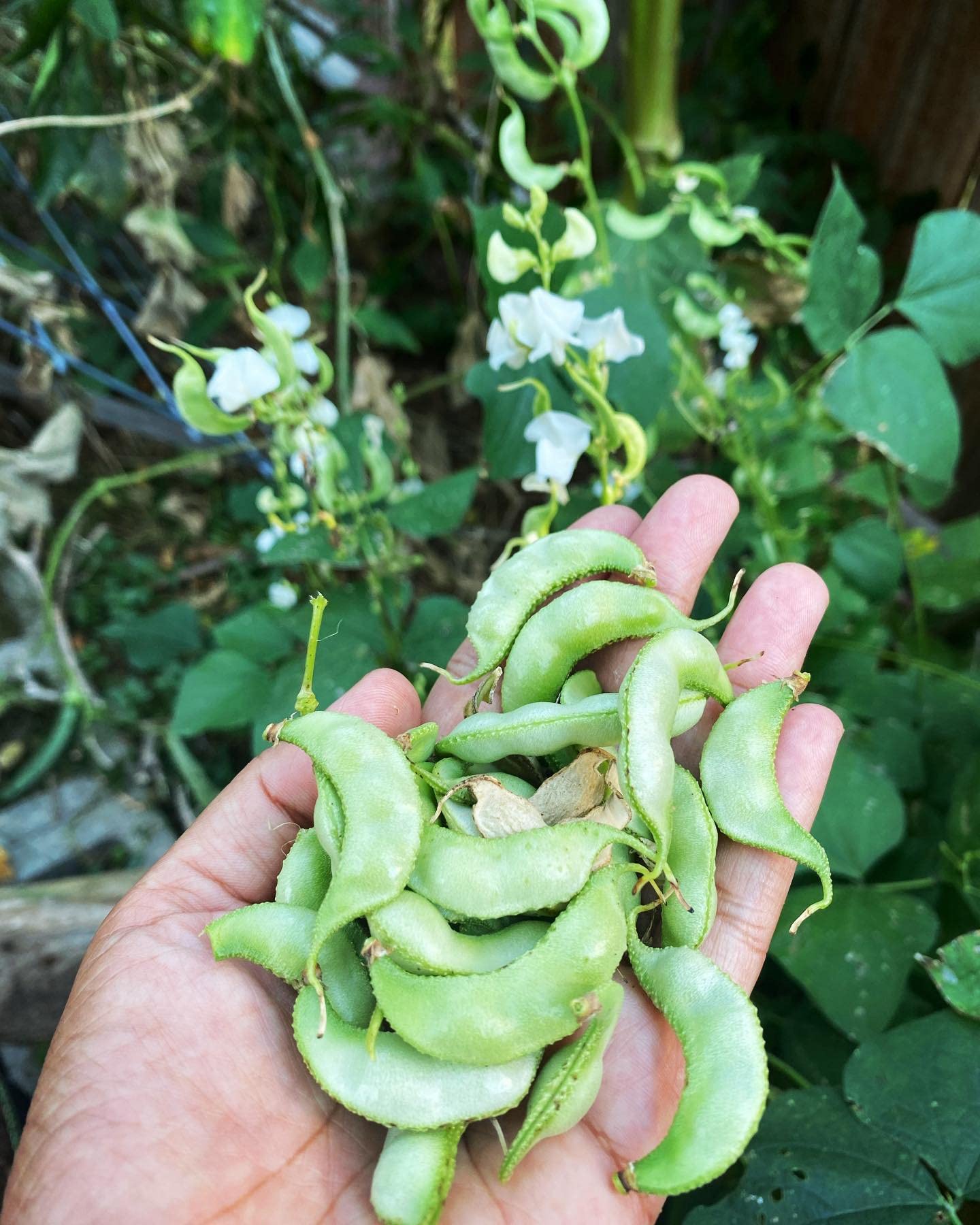 15 Surti Papdi Bean Seeds - Grow Fresh Beans at Home