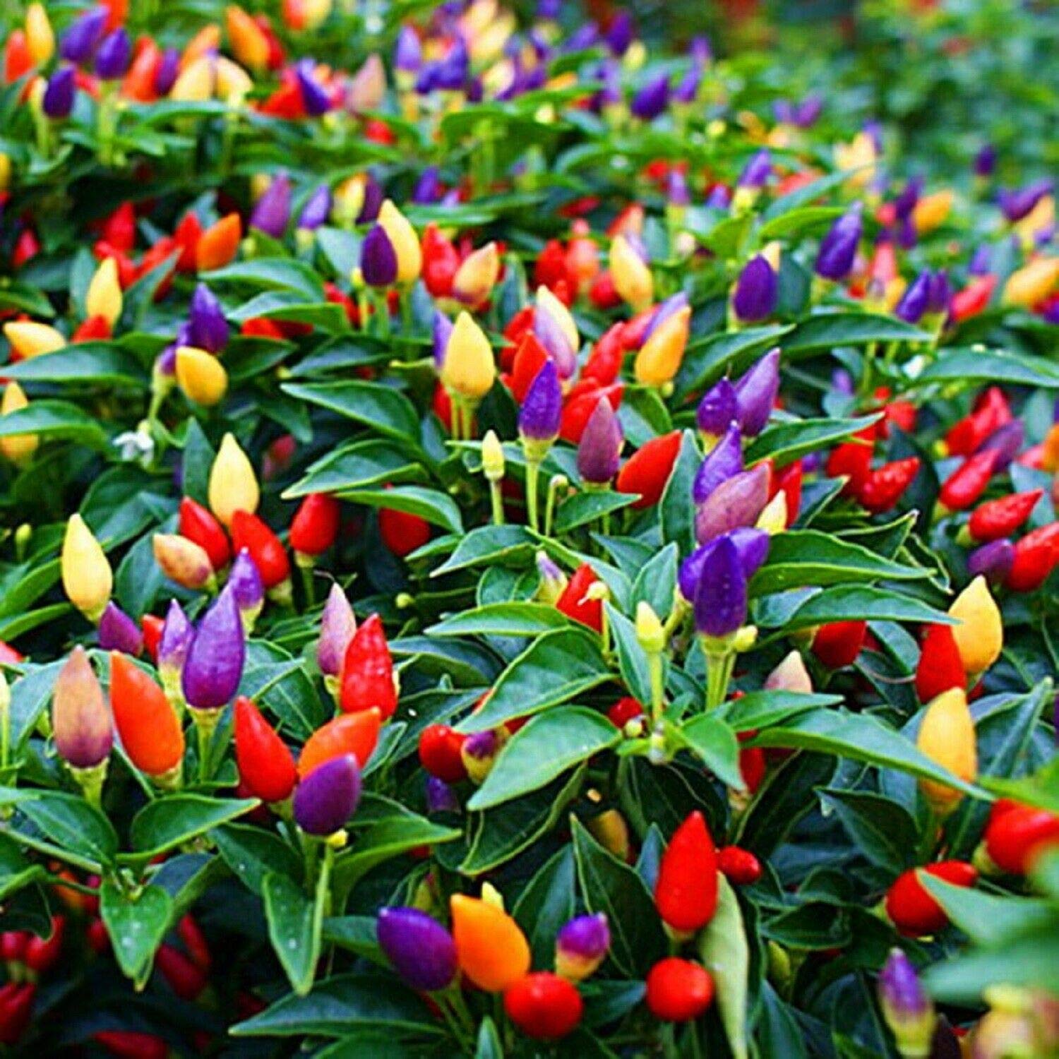 Non-GMO Mini Ornamental Pepper Seeds Mix - Indoor Decorative Vegetable Planting for Home Garden, Kitchen Herb Pots & DIY Gifts
