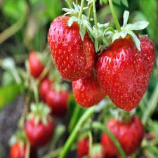 Quinalt Everbearing Strawberry 25 Bare Root Plants - Large Fruit Size | Home Garden Planting, Fresh Eating & Preserves