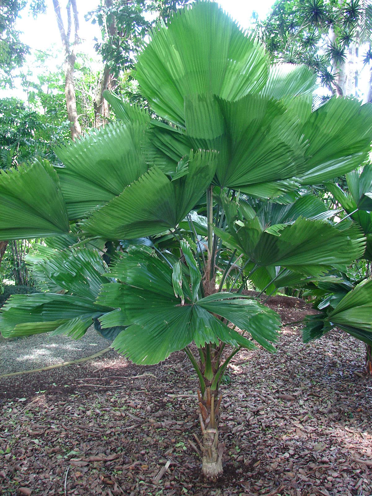 Licuala Grandis - Vanuatu Fan Palm & Ruffled Fan Palm - 5 Live Plants in 4 Inch Growers Pots - Rare Tropical Ornamental Palms for Florida Landscaping, Indoor Decor, and Exotic Gardens