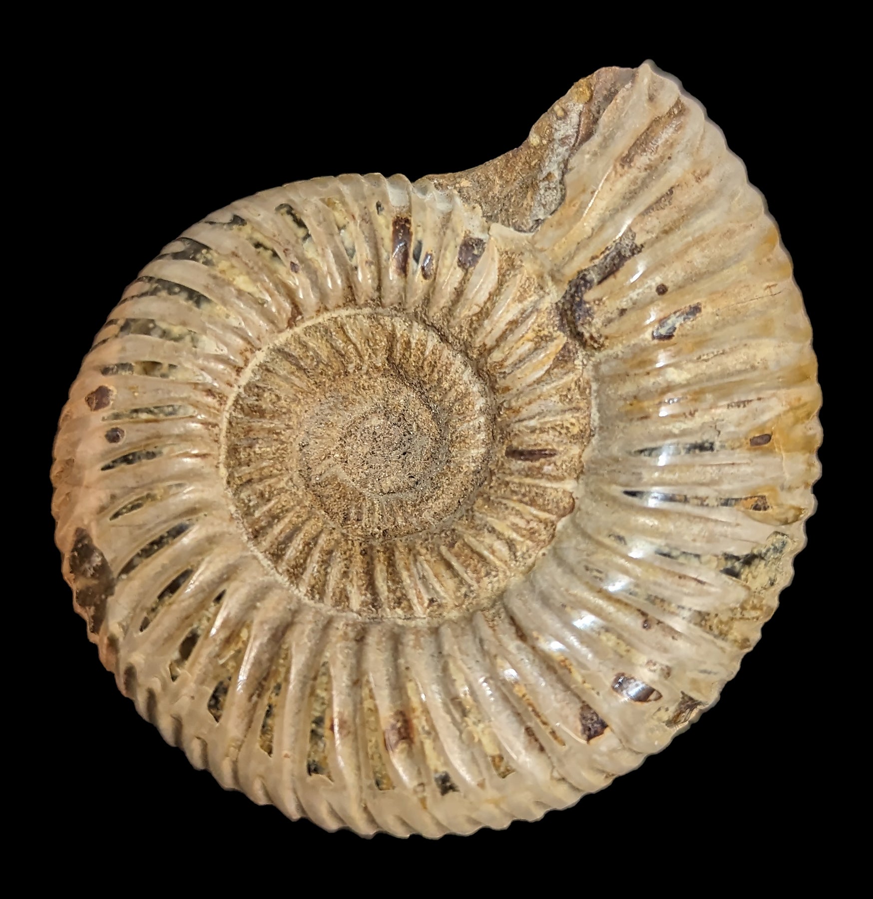 White Ammonite Perisphinctes Fossil - Natural Stone Specimen for Home Decor, Meditation & Crystal Healing | Perfect for Geology Collectors & Spiritual Practitioners