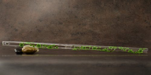 Ivy