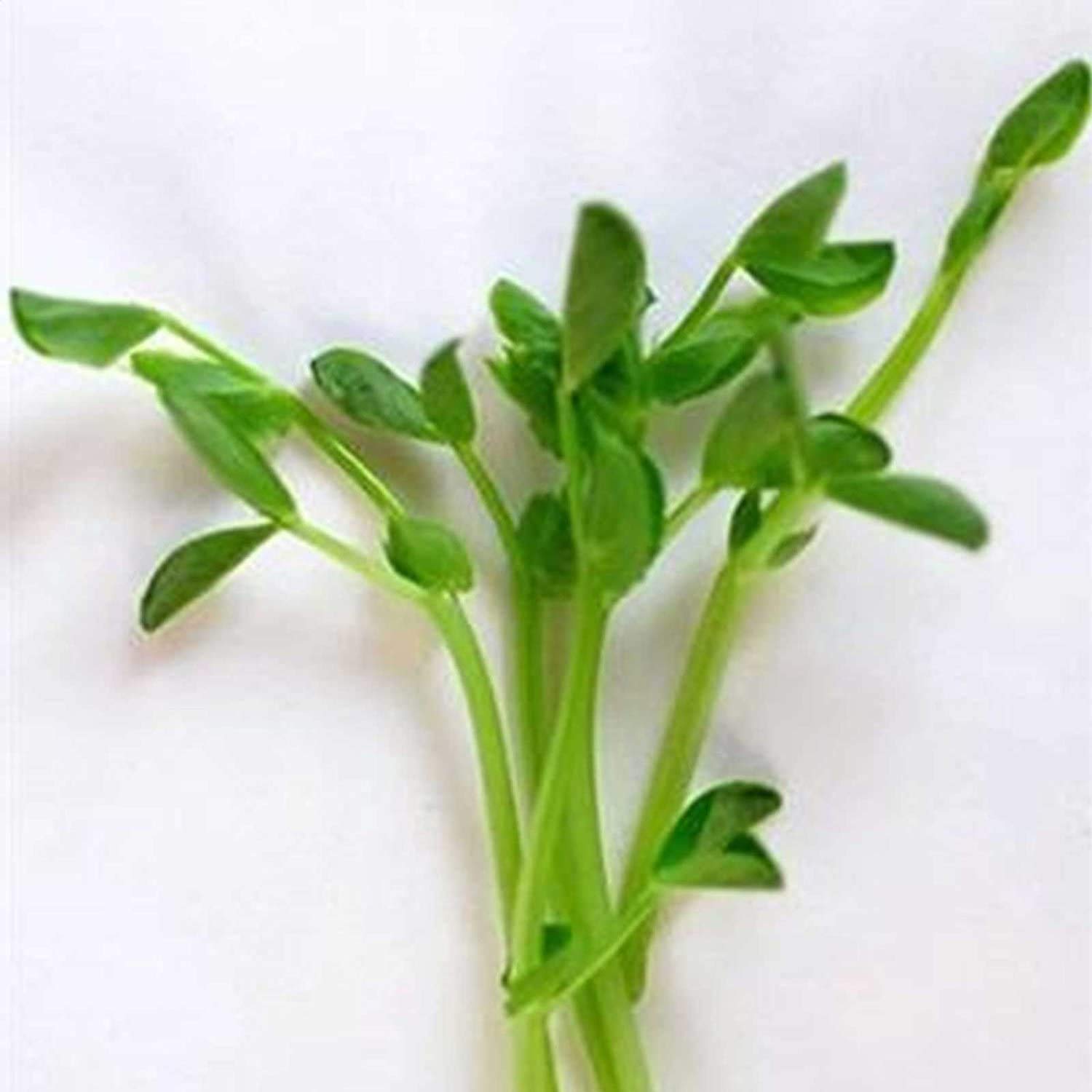 Dun Pea Sprouting Seeds - 35 Lbs for Hydroponics & Microgreens - Gardening & Food Storage