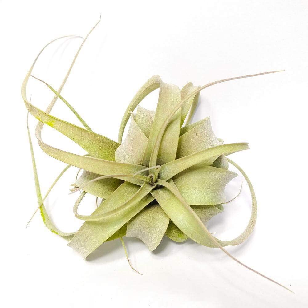 Xerographica Air Plant 4'' Wide - Low Maintenance Live Tillandsia Collection | Unique Home Decor Gift Box for Office, Terrarium & Wedding Centerpieces