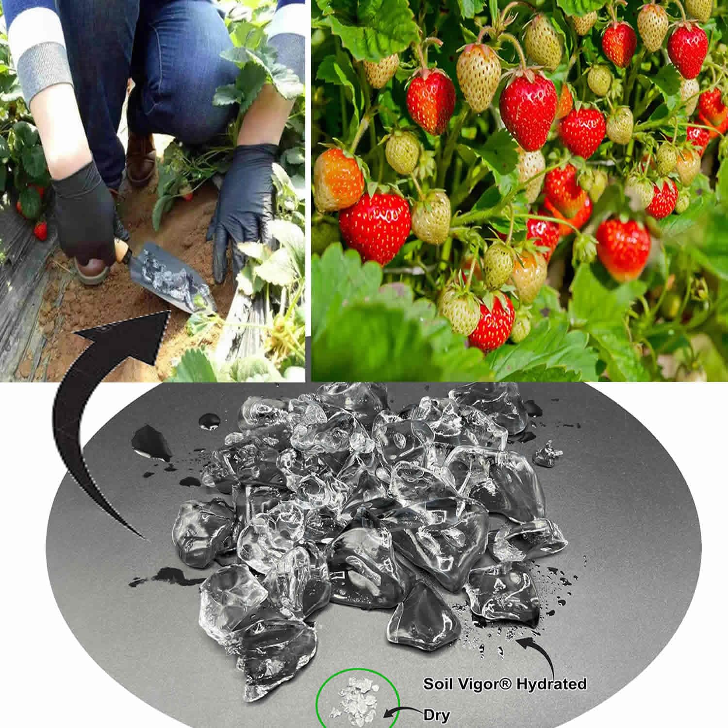 Premium Potassium Polyacrylate Water Absorbing Crystals for Garden Soil - Lasts Up to 7 Years (20 Pack) - Ideal for Drought-Resistant Plants, Flower Beds & Vegetable Gardens