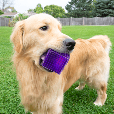 Gnawsome Spiky Squeaker Cube Dog Toy - Durable Chew Toy for Aggressive Chewers, Interactive Puppy Teething Toy for Small & Large Dogs - Perfect for Indoor Play, Outdoor Fetch & Training Sessions