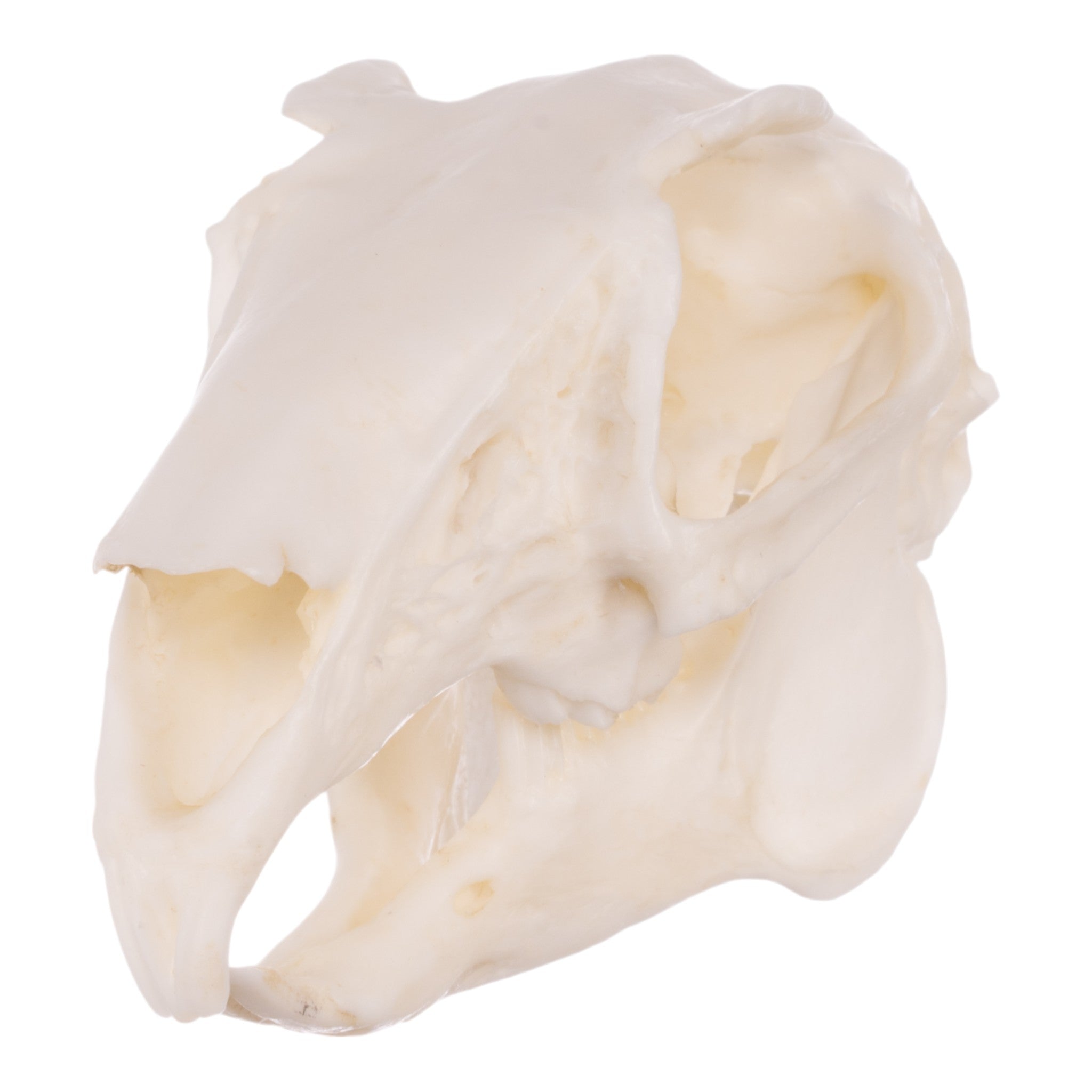 Realistic Rabbit Skull Replica - Perfect for Halloween Decor, Gothic Home Decor, Biology Study, and Taxidermy Display