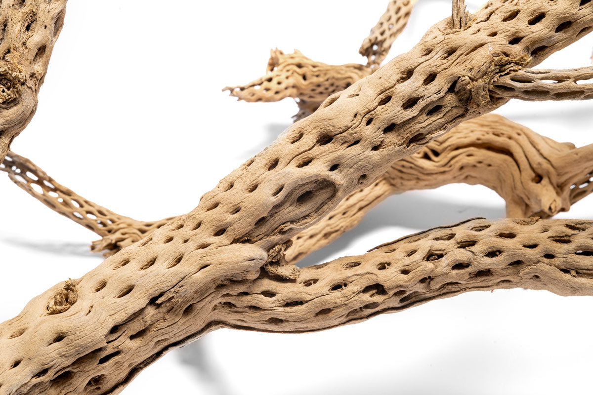 Natural Cholla Driftwood Tree for Aquarium Decor - Unique Cactus Wood for Reptile Habitats, Fish Tanks & Terrarium Landscaping - Perfect for DIY Home Decor and Pet Enclosures
