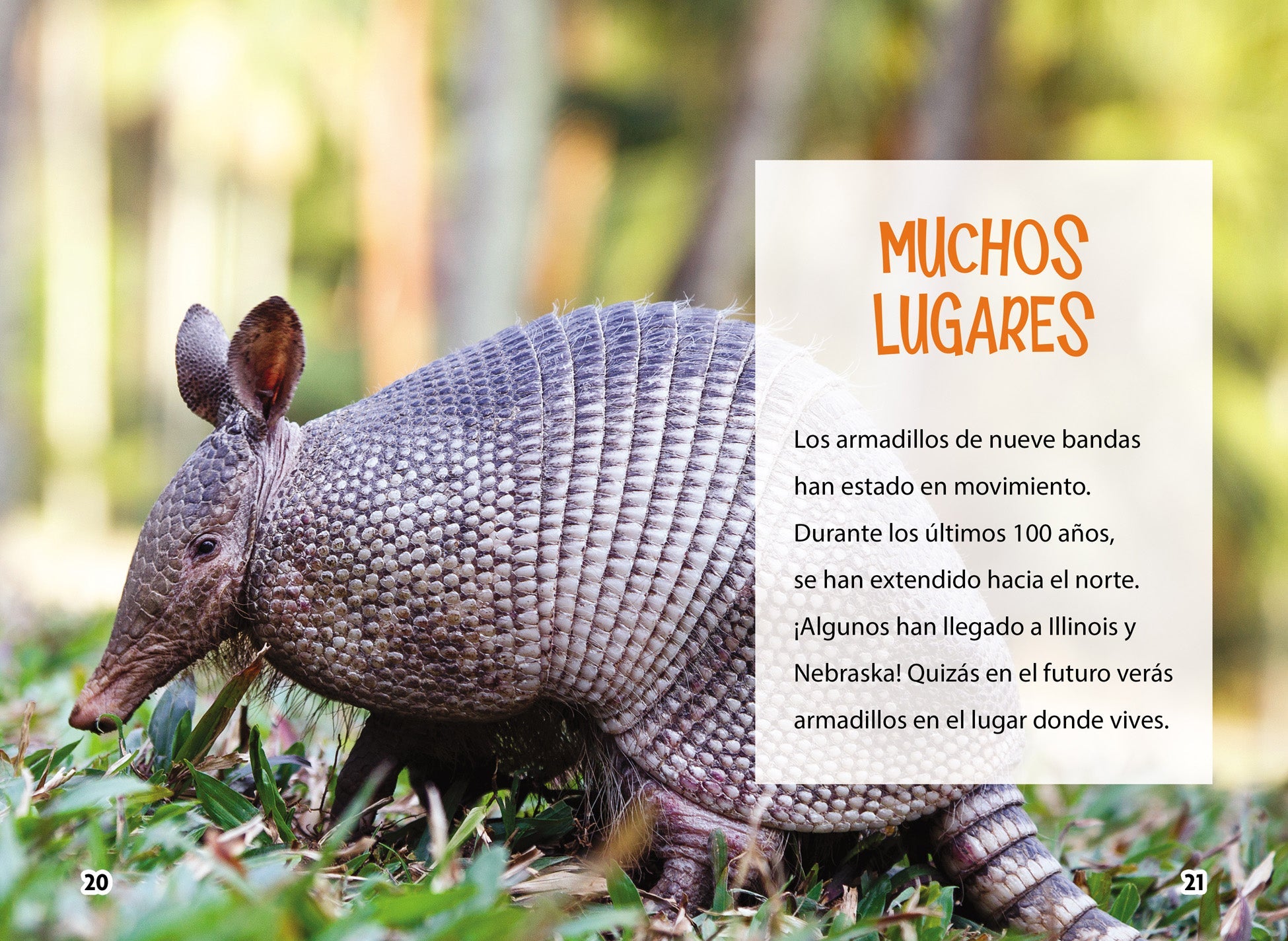 Armadillo Plush Toy - Soft & Cuddly Stuffed Animal for Kids & Collectors | Perfect for Gifts, Nursery Decor, and Wildlife Enthusiasts