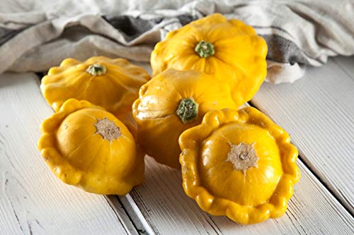 Golden-Yellow Pattypan Squash Seeds - 20+ Non-GMO Scallop Squash Seeds for Planting, Home Garden & Fresh Cooking | Perfect for Summer Squash Recipes, Organic Gardening & Farmers Market Harvests