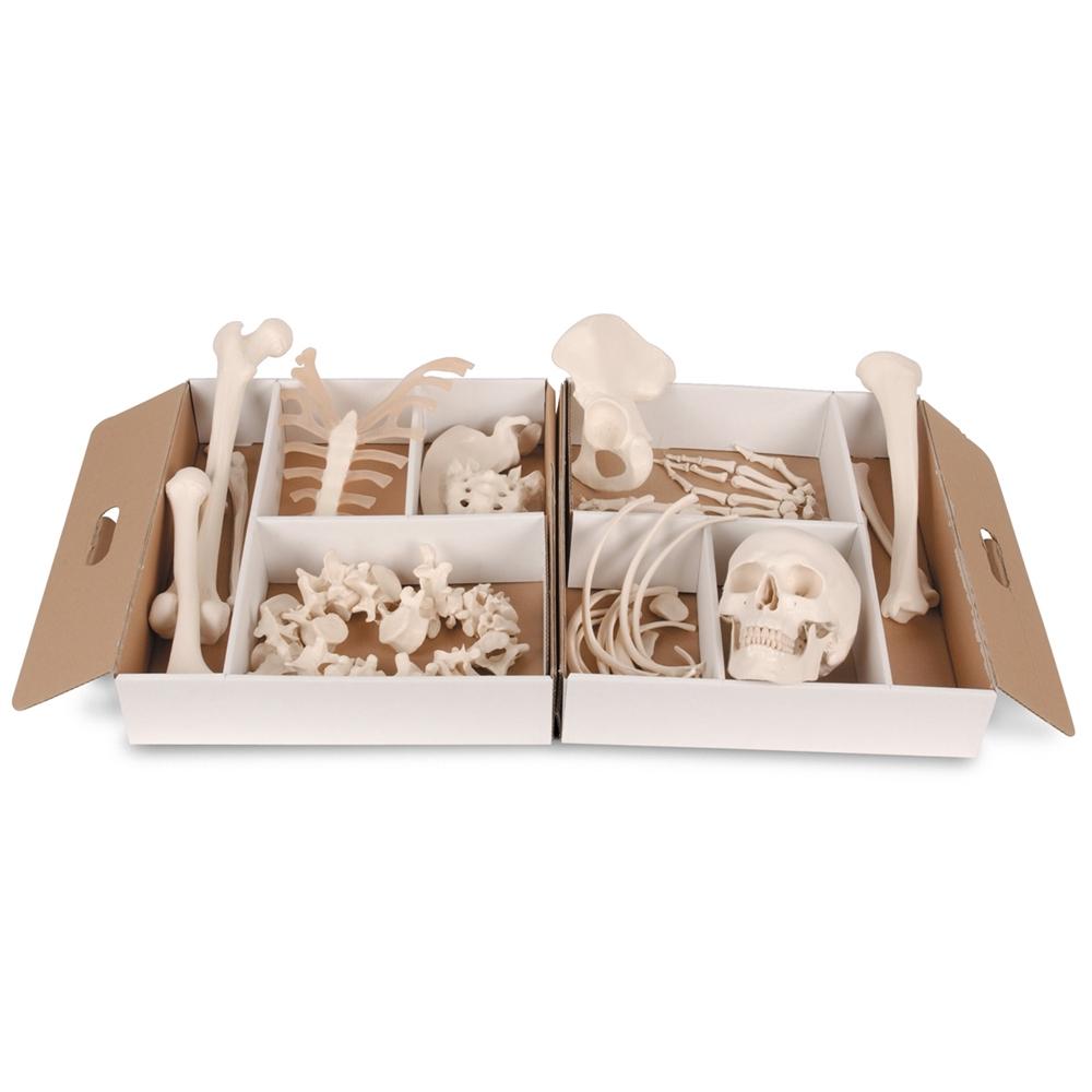 Disarticulated Half Human Skeleton with Loosely Articulated Hands & Feet - Perfect for Medical Education, Anatomy Studies & Halloween Decor