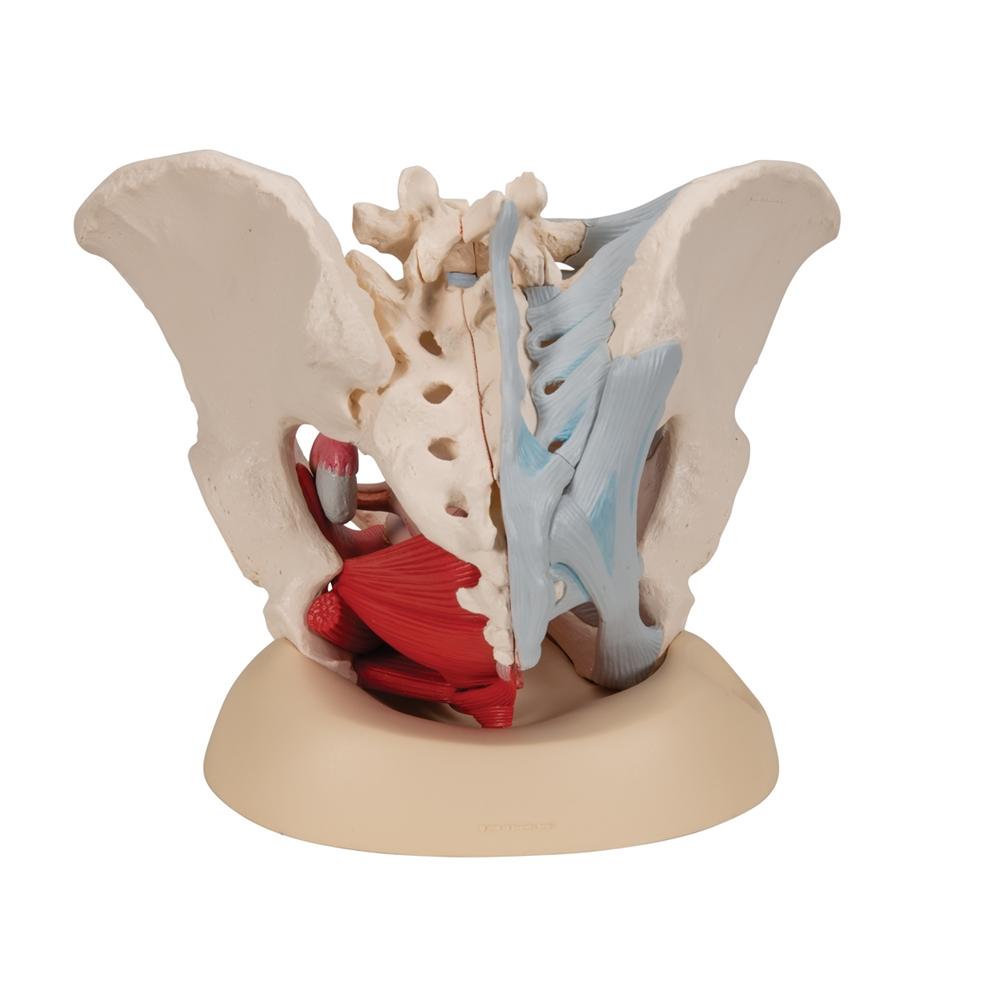 Female Pelvis Model with Ligaments, Muscles & Organs - Anatomical Study Tool for Medical Students, Doctors & Physical Therapists