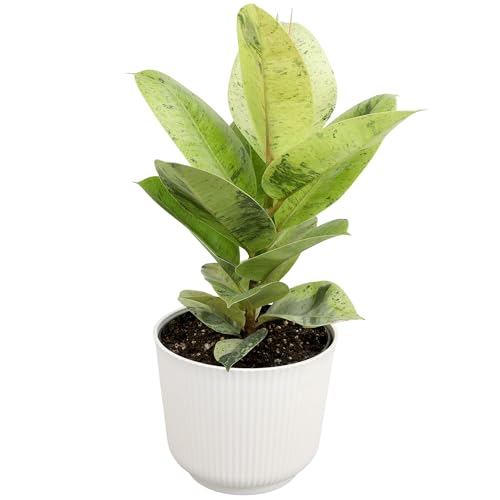 White Pot