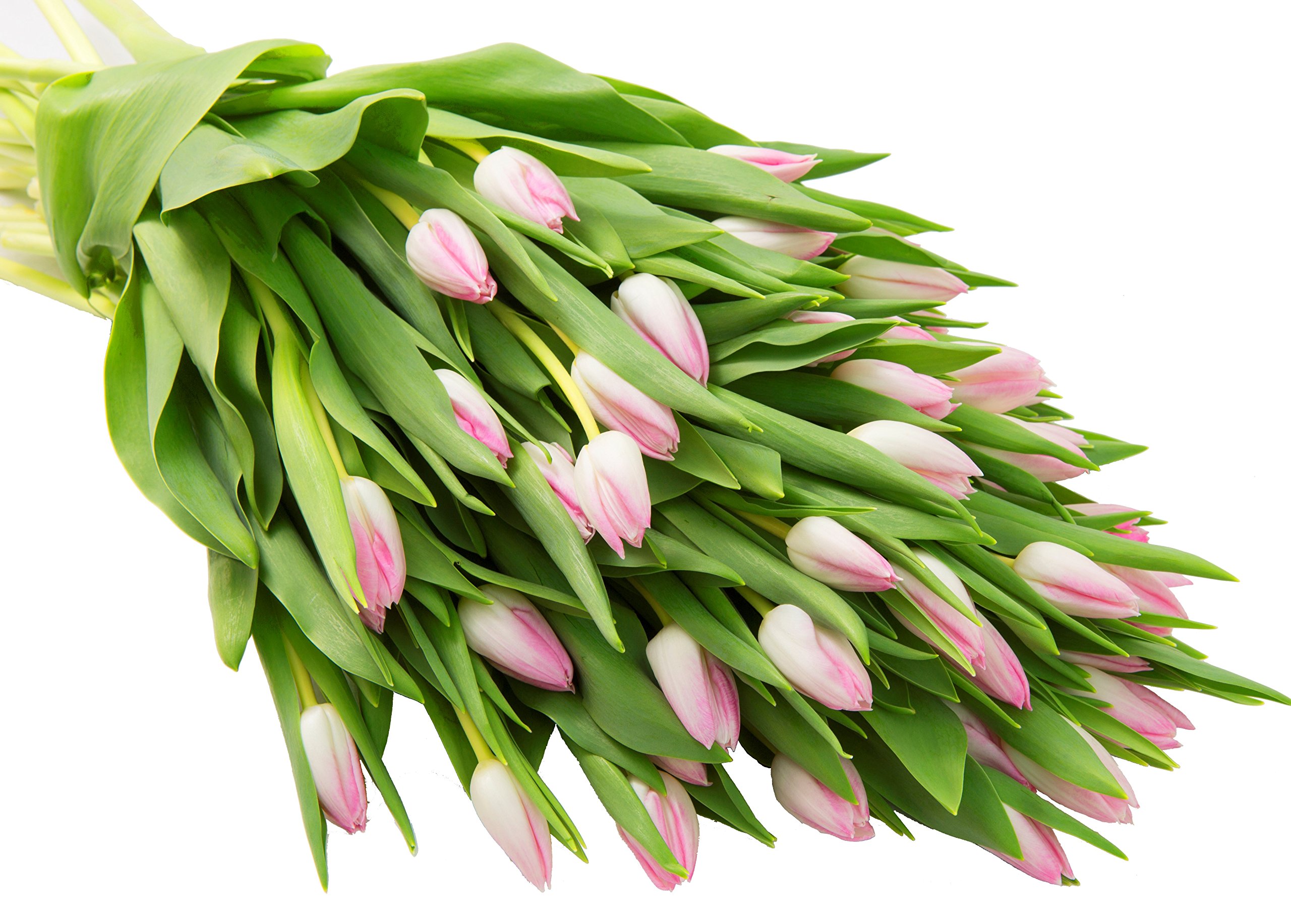 KaBloom Premium Fresh Pink Tulips Bouquet - 50 Stems for Weddings, Birthdays, Anniversaries & Mother's Day - Next Day Delivery | Perfect Floral Gift for Special Occasions & Home Decor