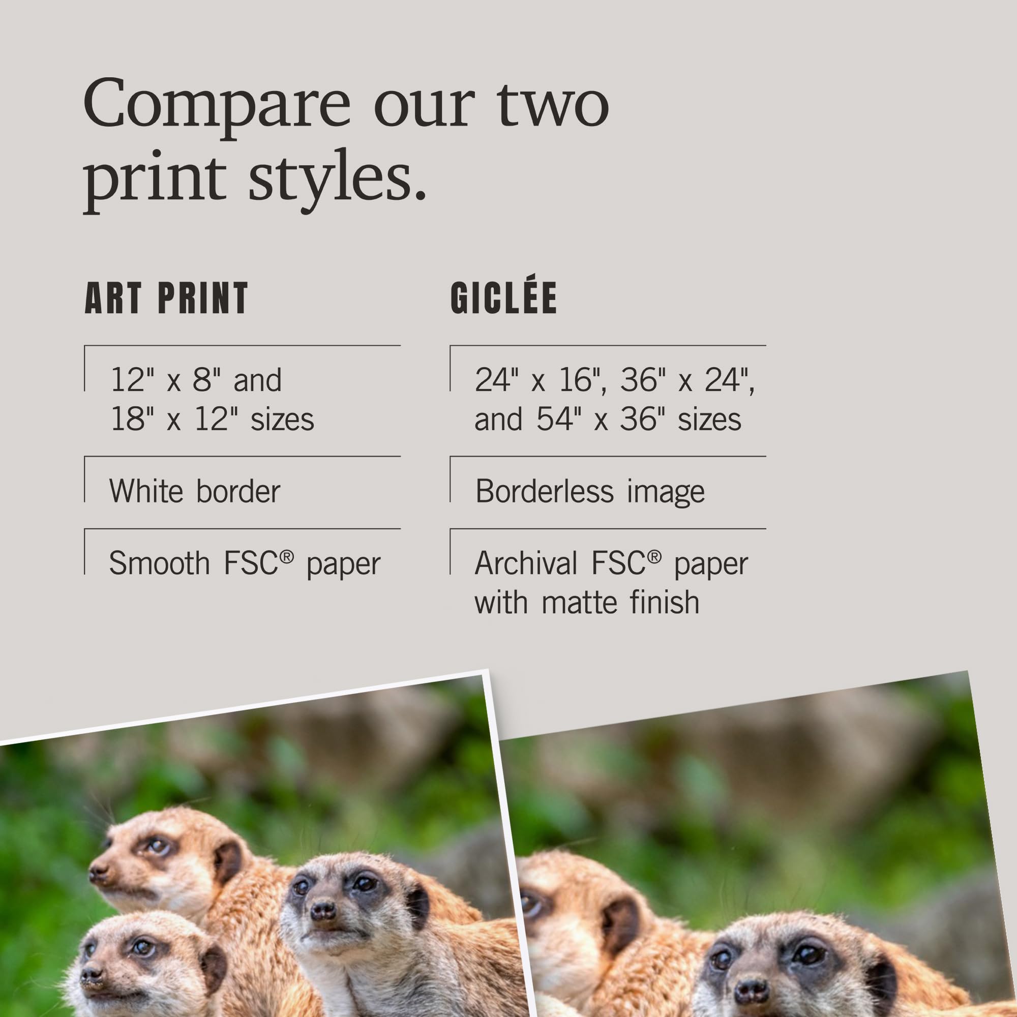 Lantern Press 12x18 Inch Meerkats Art Print - Premium Wall Decor for Living Room, Bedroom & Office - Wildlife Animal Photography Poster