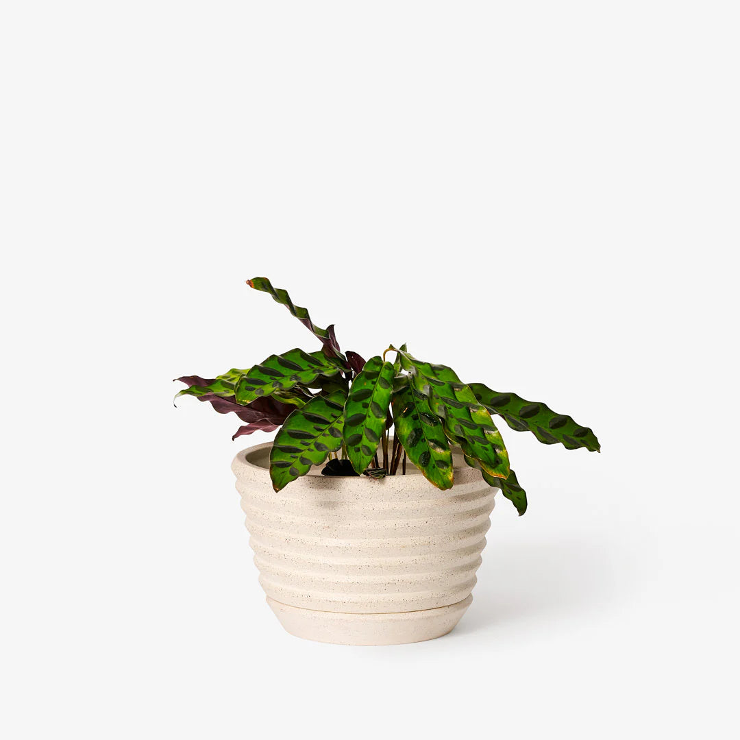 Racine Planter - Premium Indoor/Outdoor Plant Pots for Home & Garden Decor - Perfect for Succulents, Herbs, and Flowers