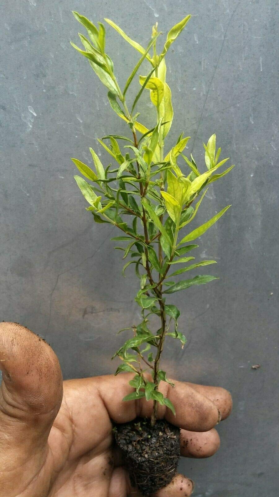 Pomegranate Yellow Flower Tree (BTL) Seedling - 5'' to 8'' Live Fruit Plant for Home Garden, Landscaping & Outdoor Decor | Fast Growing, Easy Care Pomegranate Tree