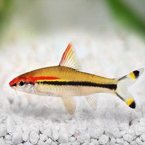 Barbus Denisonii (Denisonii Barb) - Premium Freshwater Aquarium Fish for Home & Office Tanks | Perfect for Community Aquariums & Fish Enthusiasts