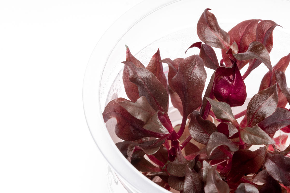 Alternanthera Reineckii Bronze Tissue Culture - Live Aquarium Plant for Freshwater Fish Tanks, Aquascaping & Planted Aquariums