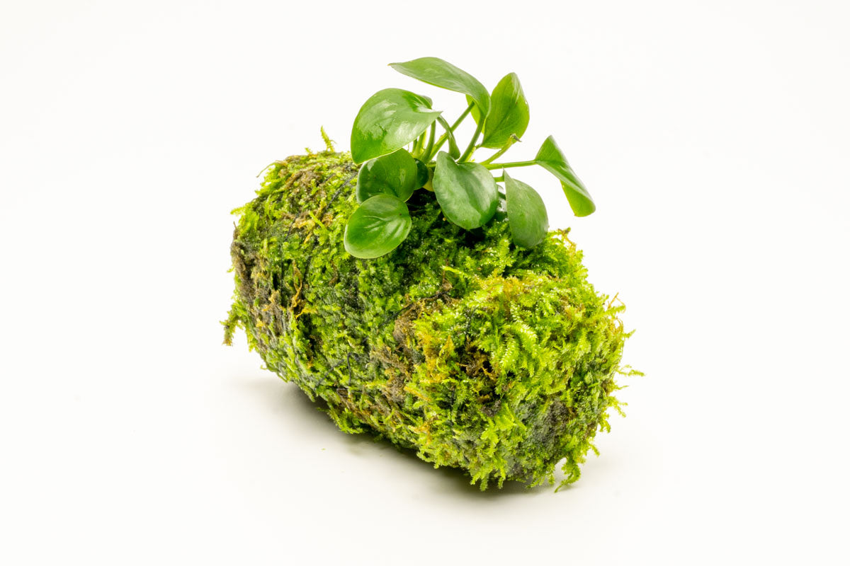Anubias Nana Moss Tower for Aquarium - Live Aquatic Plant Decor for Fish Tank, Terrarium & Paludarium | Perfect for Shrimp, Betta Fish & Nano Tanks
