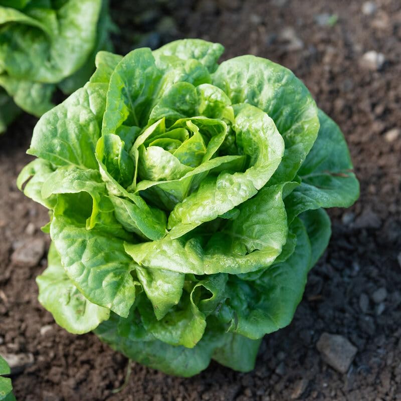 David's Garden Seeds Lettuce Romaine Winter Density 50 Non-GMO Heirloom Seeds for Organic Gardening, Homegrown Salads & Winter Harvest