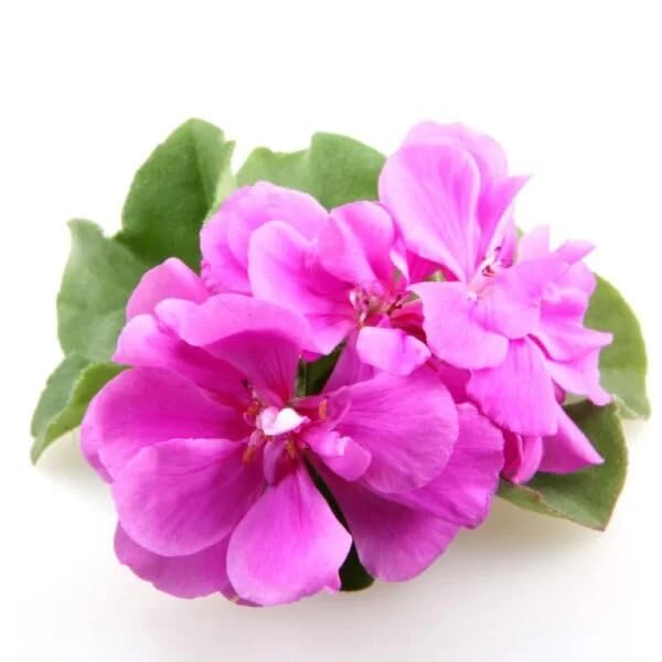 Afroheal 100% Pure Rose Geranium Essential Oil - 50ml for Aromatherapy, Skin Care & Relaxation - Perfect for Diffusers, Massage & DIY Beauty Products