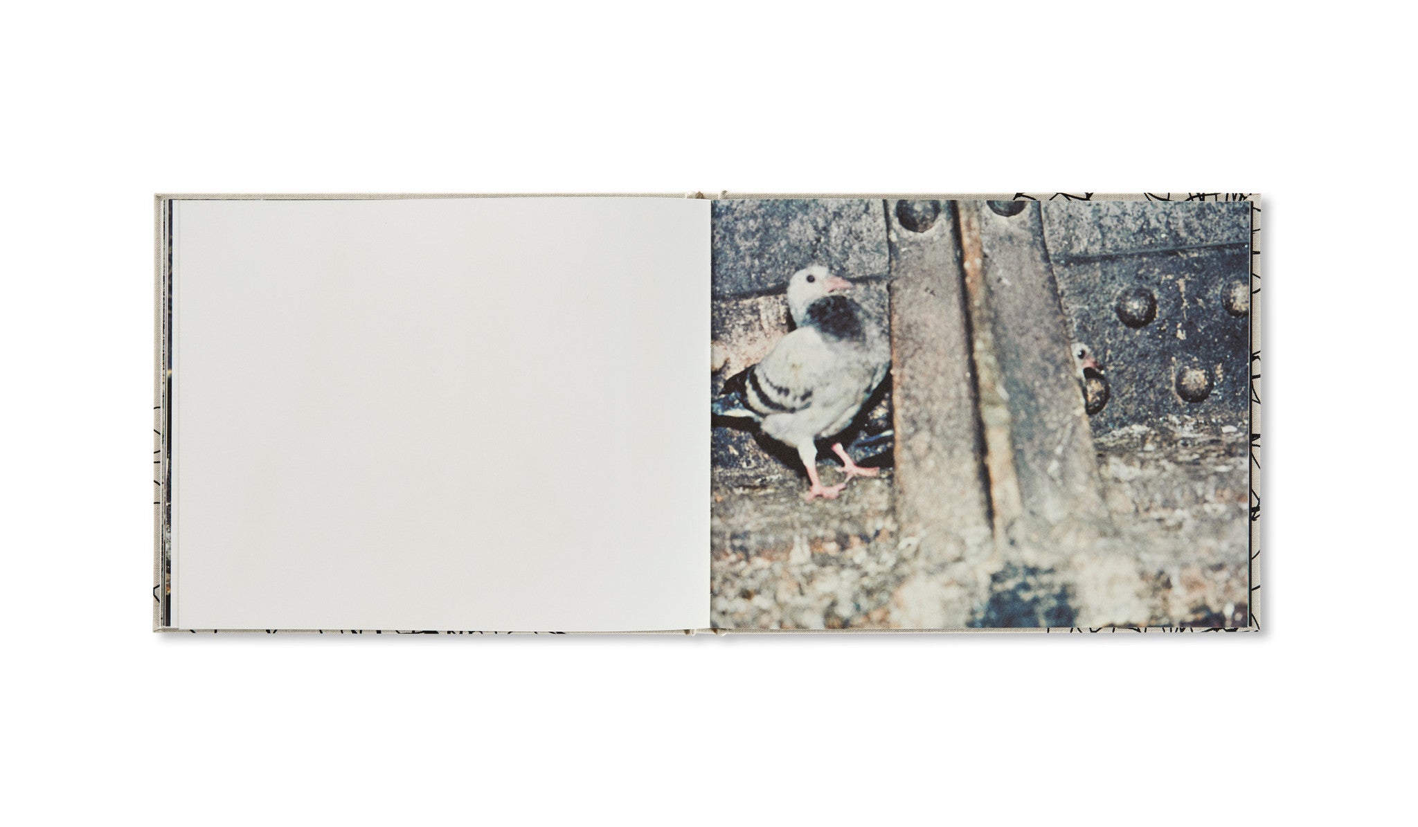 PIGEONS by Stephen Gill - Stunning Photography Book for Urban Wildlife Enthusiasts | Perfect for Coffee Table Decor & Photography Lovers