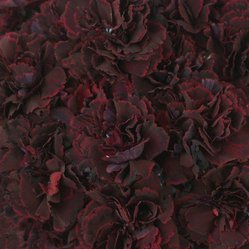 Fresh Black Cherry Red Carnation Flowers - Perfect for Bouquets, Wedding Decorations & Home Floral Arrangements