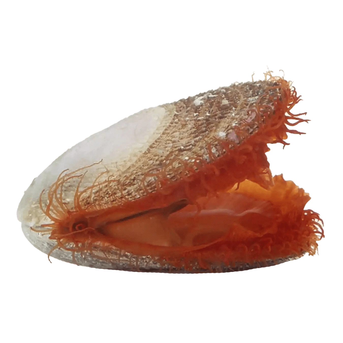 Premium Flame Scallop Shells for Home Decor & Aquarium – Perfect for Beach-Themed Parties, Wedding Centerpieces, and Coastal Interior Design